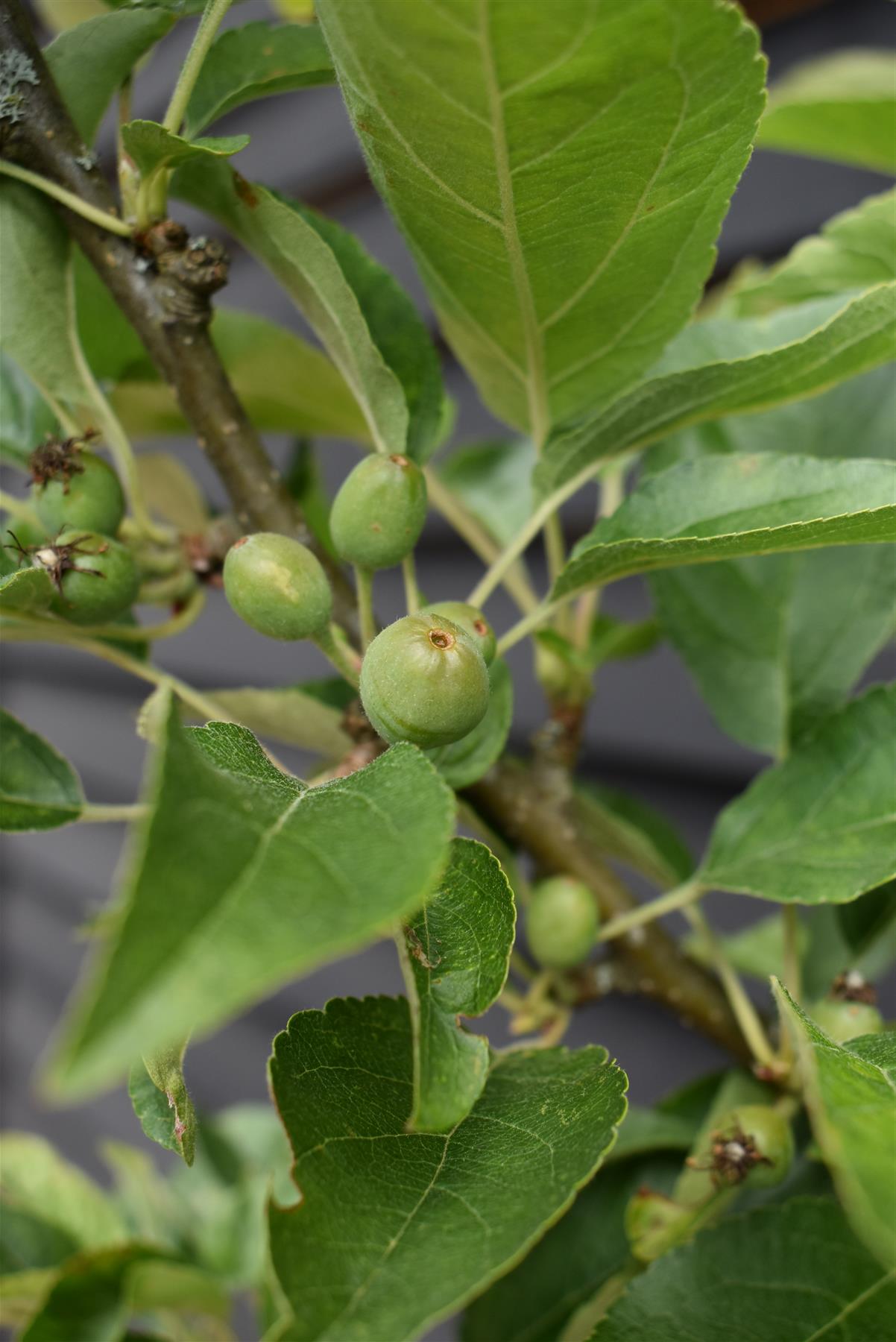 Malus 'Golden Hornet' | Flowering Crab Apple Tree, Clear Stem - 150-180cm, 20lt