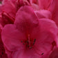 Azalea | Rhododendron hybrid - Very Large Shrub - 250cm - 130lt