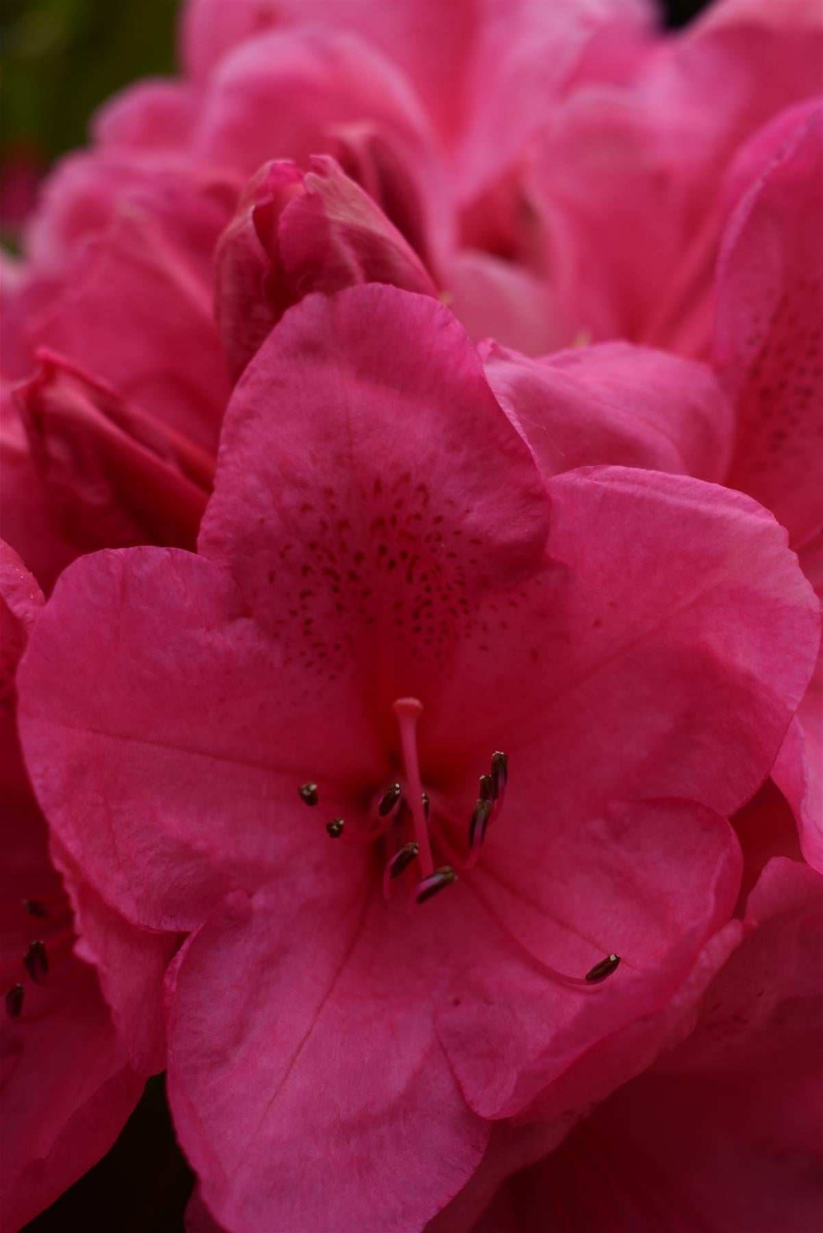 Azalea | Rhododendron hybrid - Very Large Shrub - 250cm - 130lt