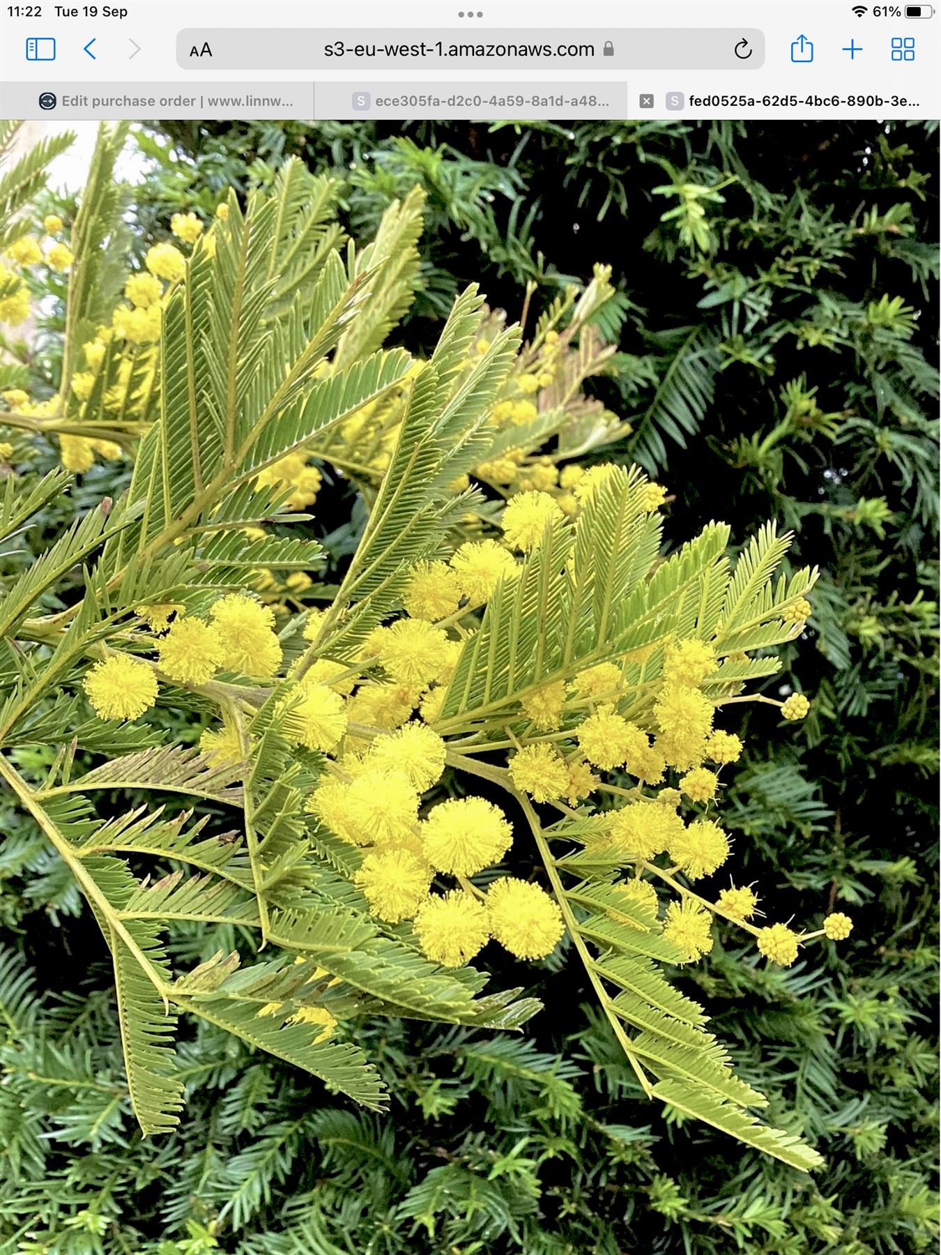 Acacia dealbata 'Gaulois Astier' | Mimosa Tree - 150-180cm, 10lt