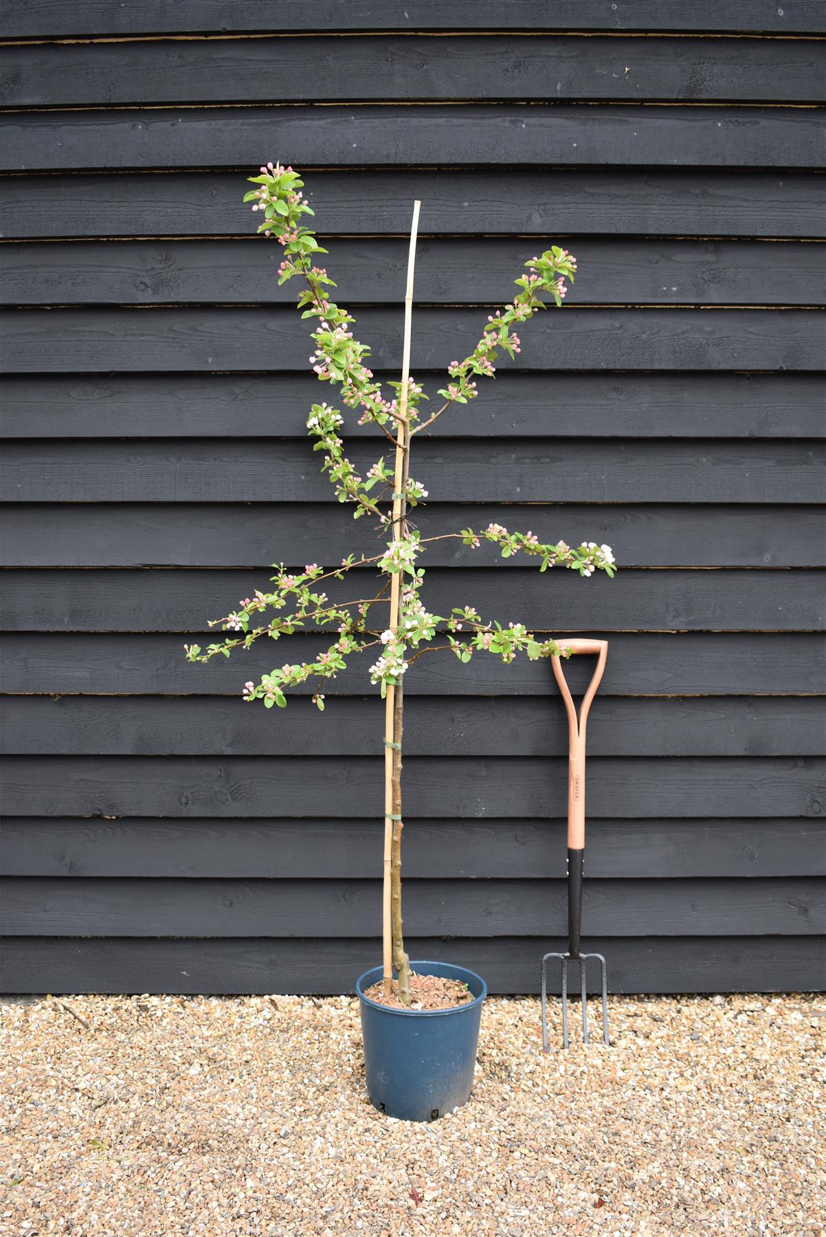 Malus Red Sentinel | Crab apple 'Red Sentinel' - 170-190cm, 10lt