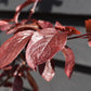 Prunus Nerasifera Pissardii Nigra | Black Cherry Plum - 250-280cm, 10lt