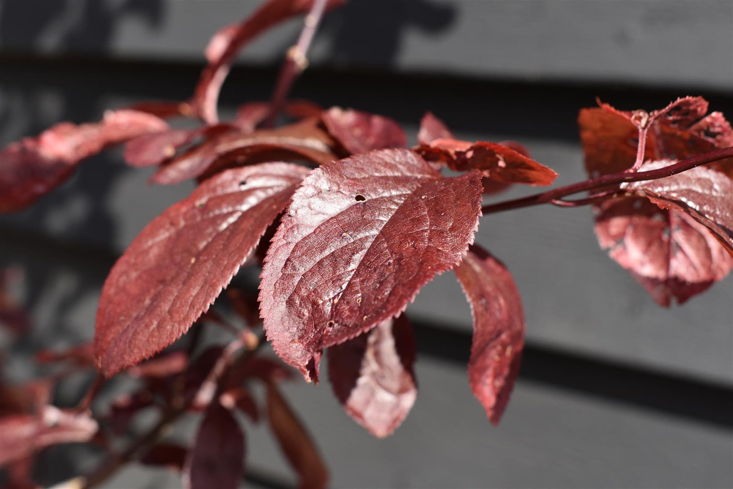 Prunus Nerasifera Pissardii Nigra | Black Cherry Plum - 250-280cm, 10lt