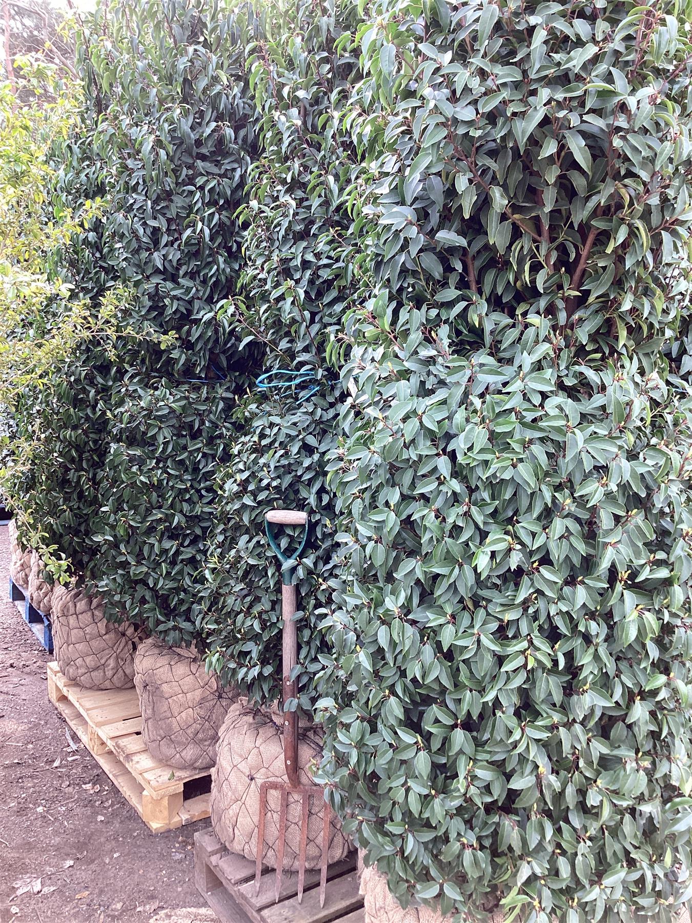 Portuguese Laurel | Prunus lusitanica 'Angustifolia'  -Bushy  Columnar - 220-240cm - 90lt