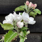 Apple tree 'Discovery' | Malus domestica - MM106 - Semi-Dwarfing - Height 140-150cm - 20lt