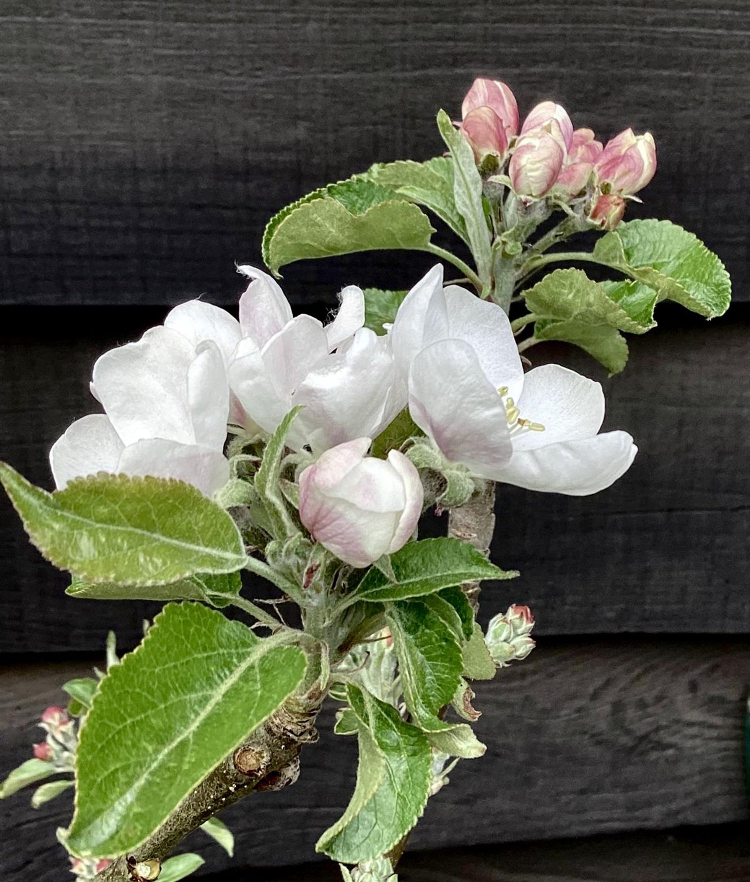 Apple tree 'Discovery' | Malus domestica - MM106 - Semi-Dwarfing - Height 140-150cm - 20lt