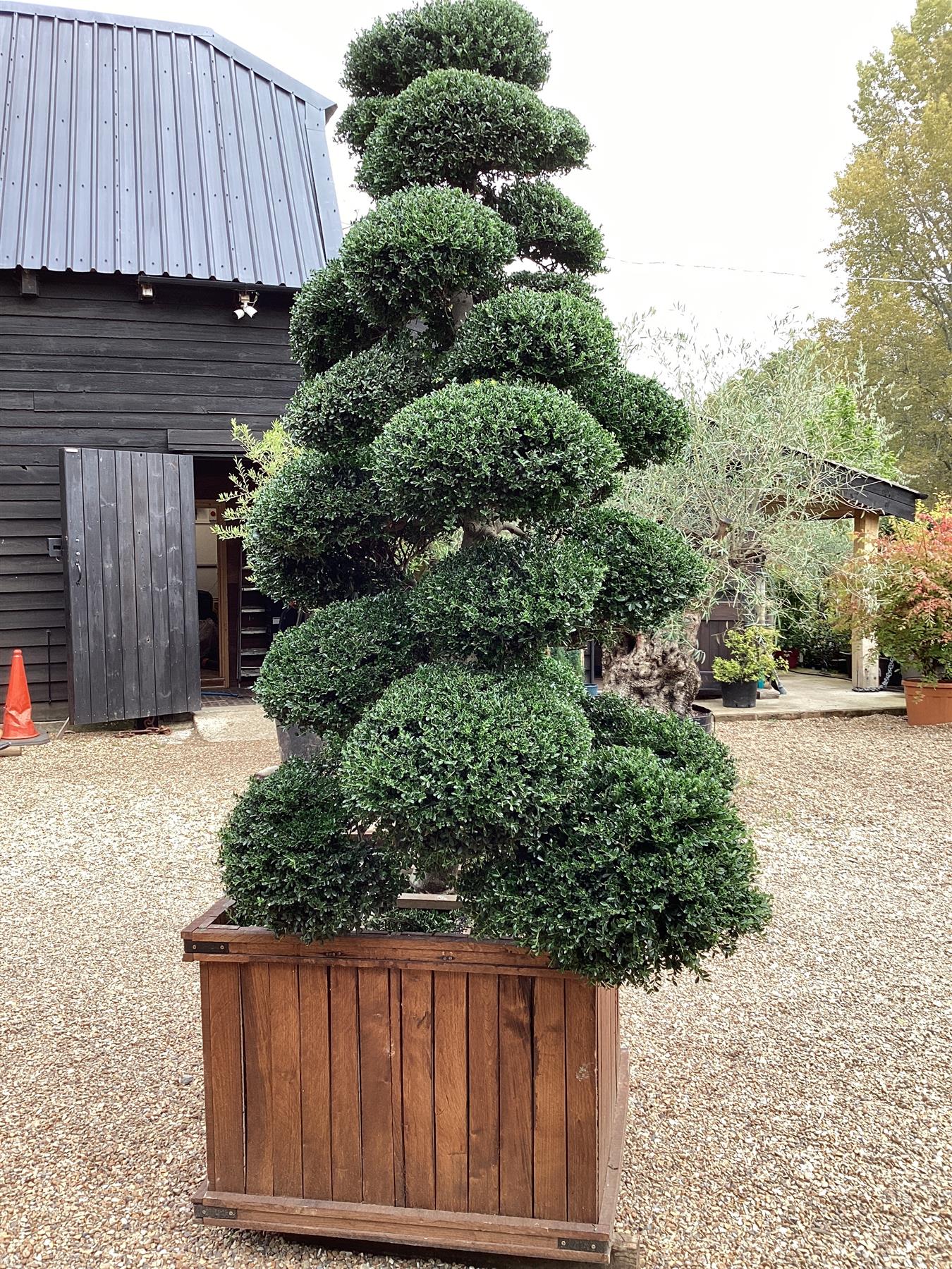 Ilex Crenata | Japanese Holly Cloud Tree - Large Mature Bonsai - 230cm - 30 Clouds - Approx 50 years old - 400lt Wooden Crate