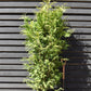 Thuja plicata 'Atrovirens' | Western Red Cedar 'Atrovirens' - 170-180cm - 30lt