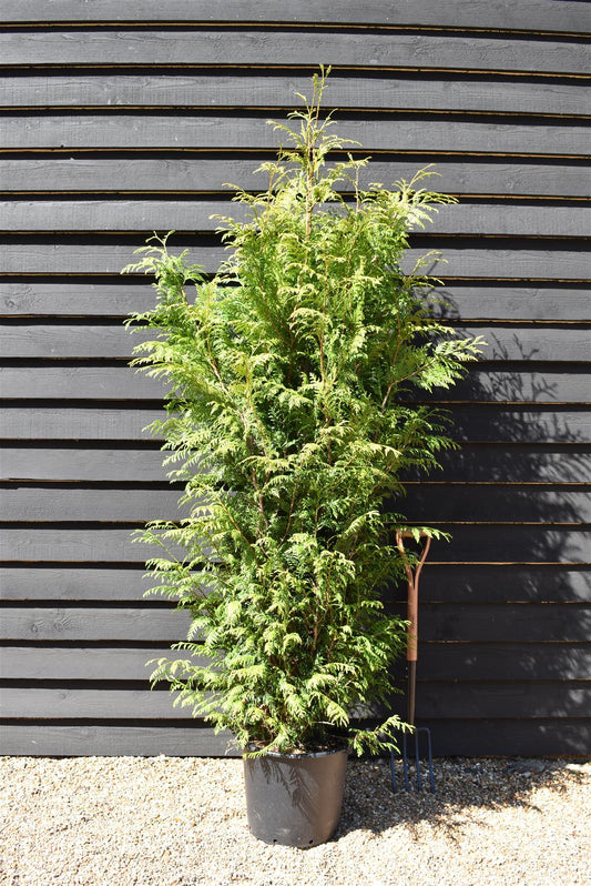 Thuja plicata 'Atrovirens' | Western Red Cedar 'Atrovirens' - 170-180cm - 30lt
