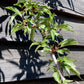 Prunus 'Okame' (cherry 'Okame') 1/2 Std Girth 10-12cm - 200-250cm, 25lt