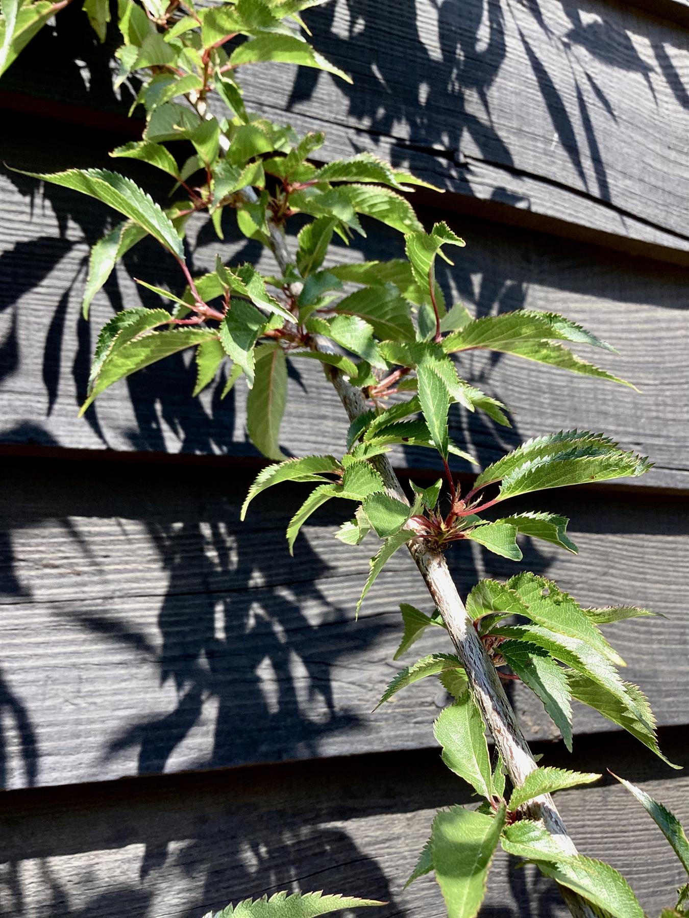 Prunus 'Okame' (cherry 'Okame') 1/2 Std Girth 10-12cm - 200-250cm, 25lt