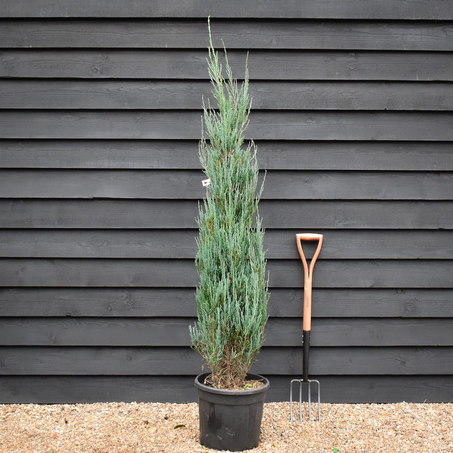 Rocky Mountain juniper | Juniperus scopulorum 'Blue Arrow' - Height 140-160cm - 25lt