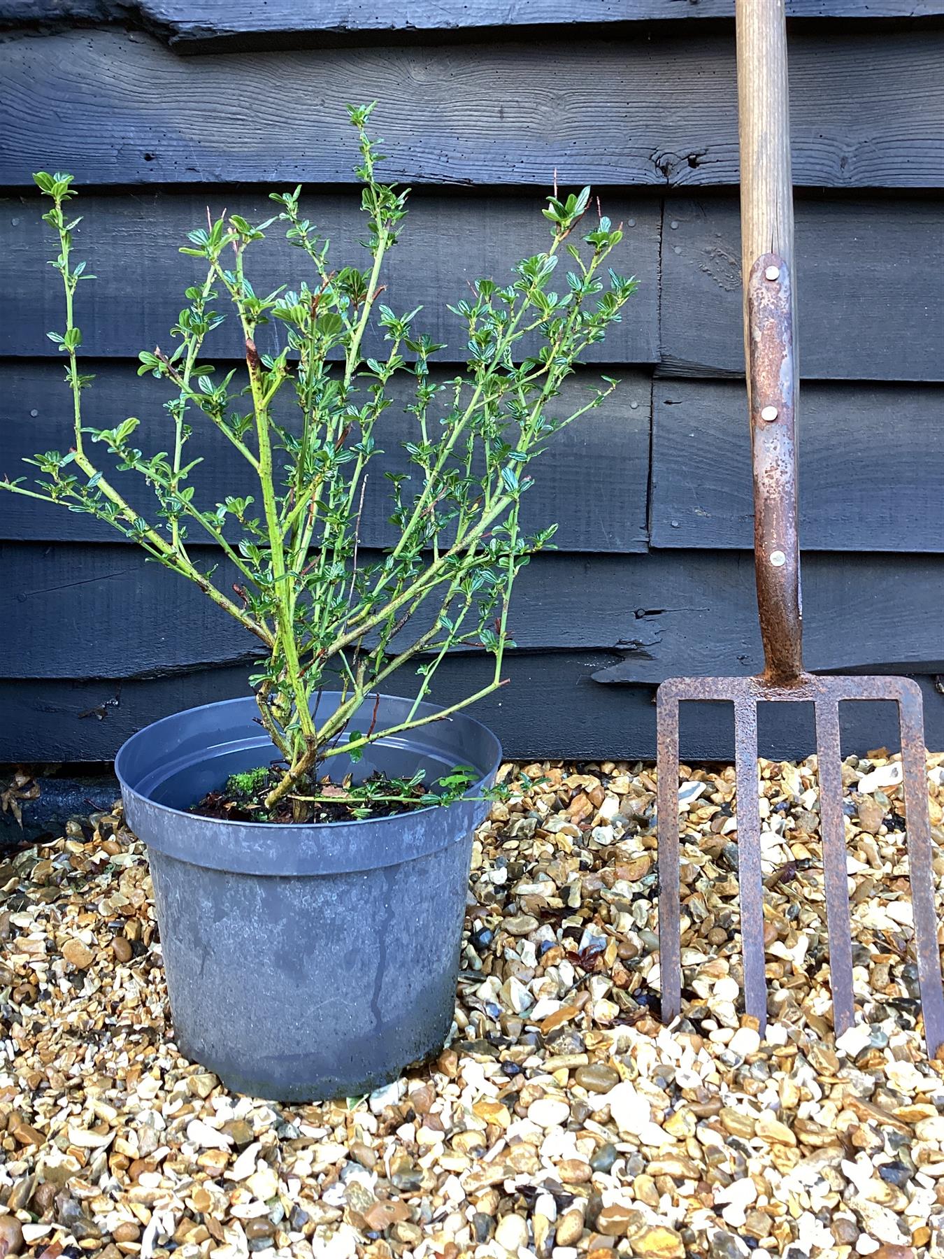 Ceanothus Victoria - 40-80cm, 10lt