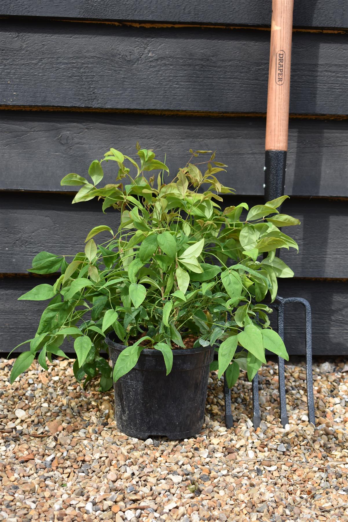 Nandina domestica Firepower | Dwarf Heavenly Bamboo ''Firepower'- 30-40cm - 2lt