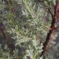 Cupressus arizonica var. glabra 'Glauca' | Arizona cypress 'Glauca' - Height 110-130cm - 20lt