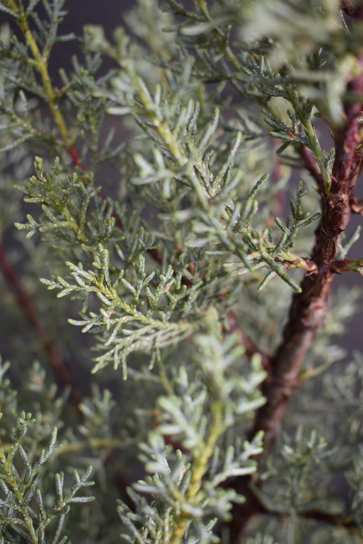 Cupressus arizonica var. glabra 'Glauca' | Arizona cypress 'Glauca' - Height 110-130cm - 20lt