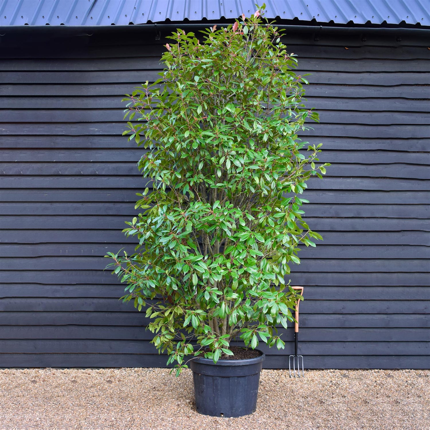 Photinia x fraseri Red Robin - Bush - 250-270cm - 130t