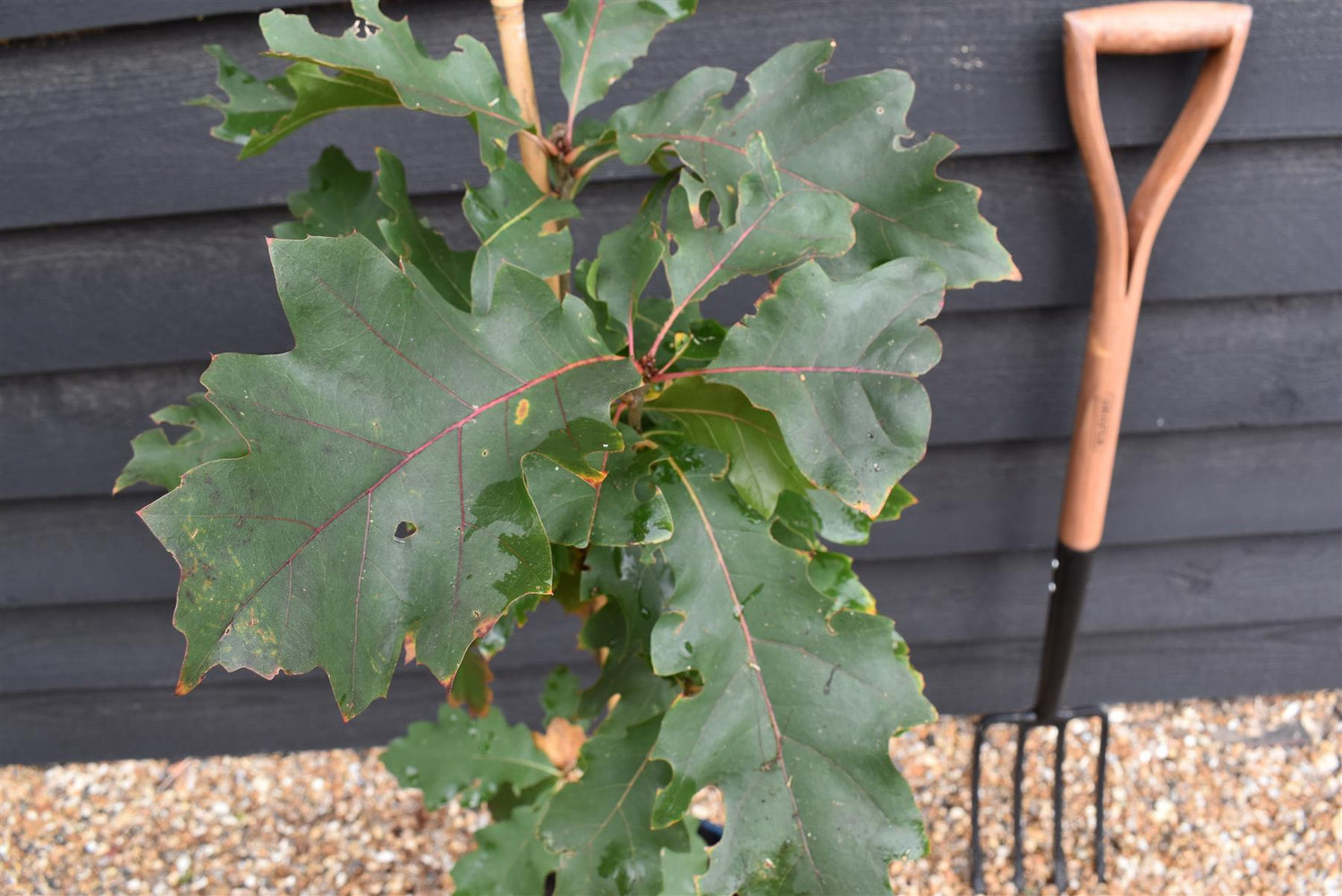 Red Oak | Quercus rubra - 2-3 year old - Height 100-120cm - 10lt