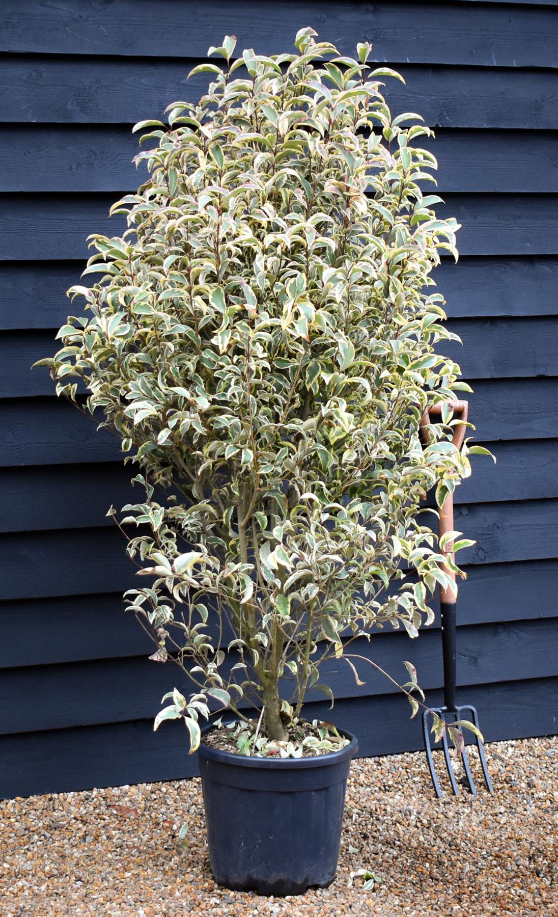 Ligustrum lucidum Variegatum | Variegated Privet - Bushy shrub - Height 140-150cm - 25lt