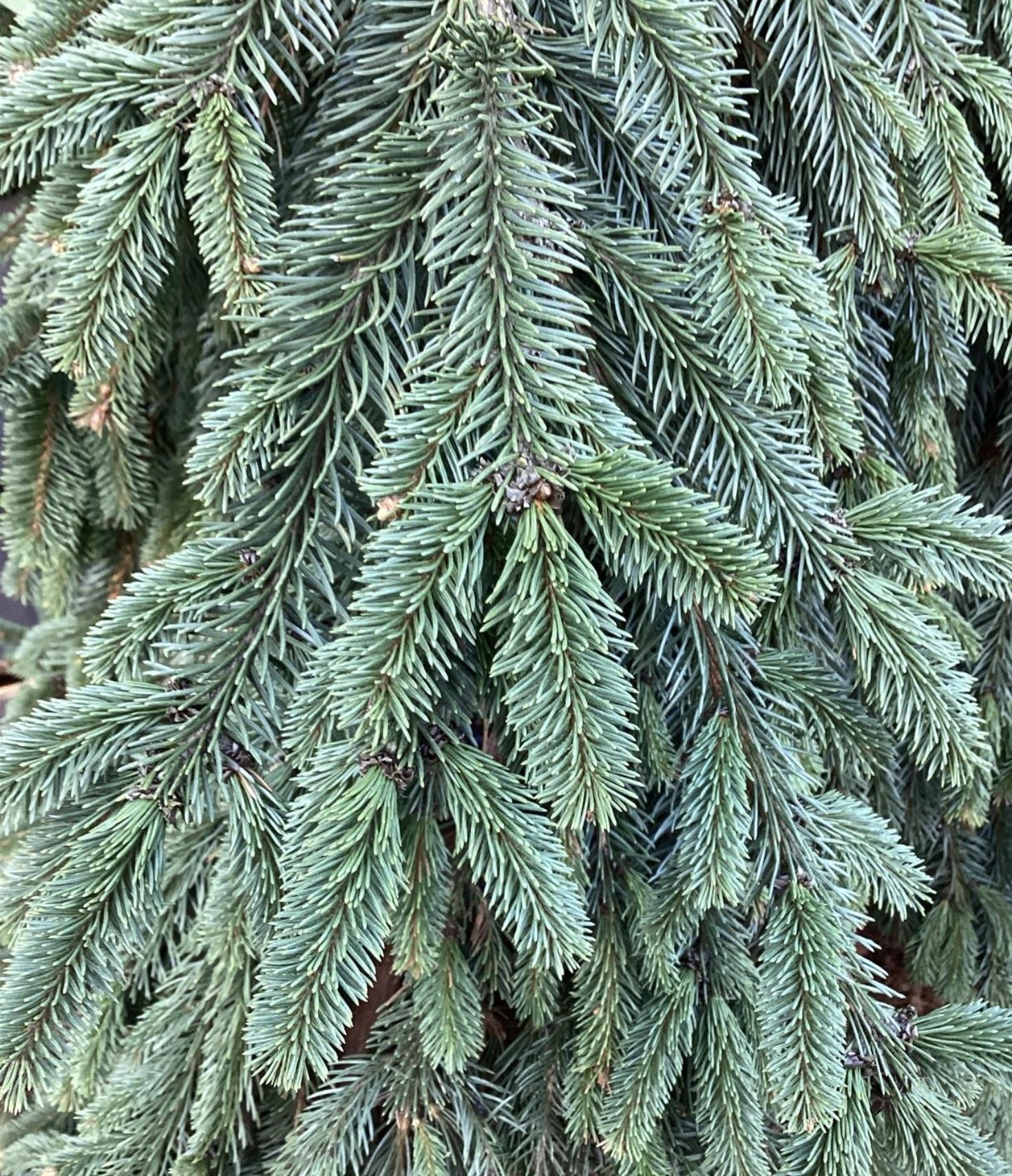 Picea abies 'Inversa' / Pendula| Norway spruce  - Height 250-260cm - 150lt