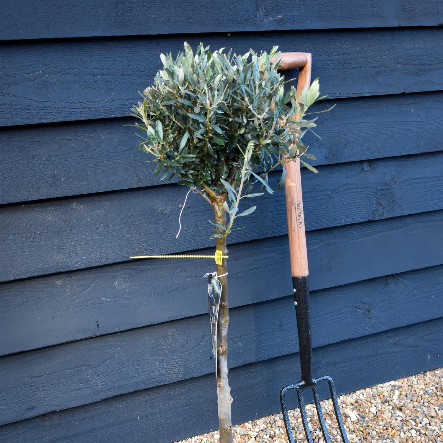 Olive Tree | Olea Europea - Clear Stem 60cm - Girth 12-14 - Height 90-100cm - 5lt