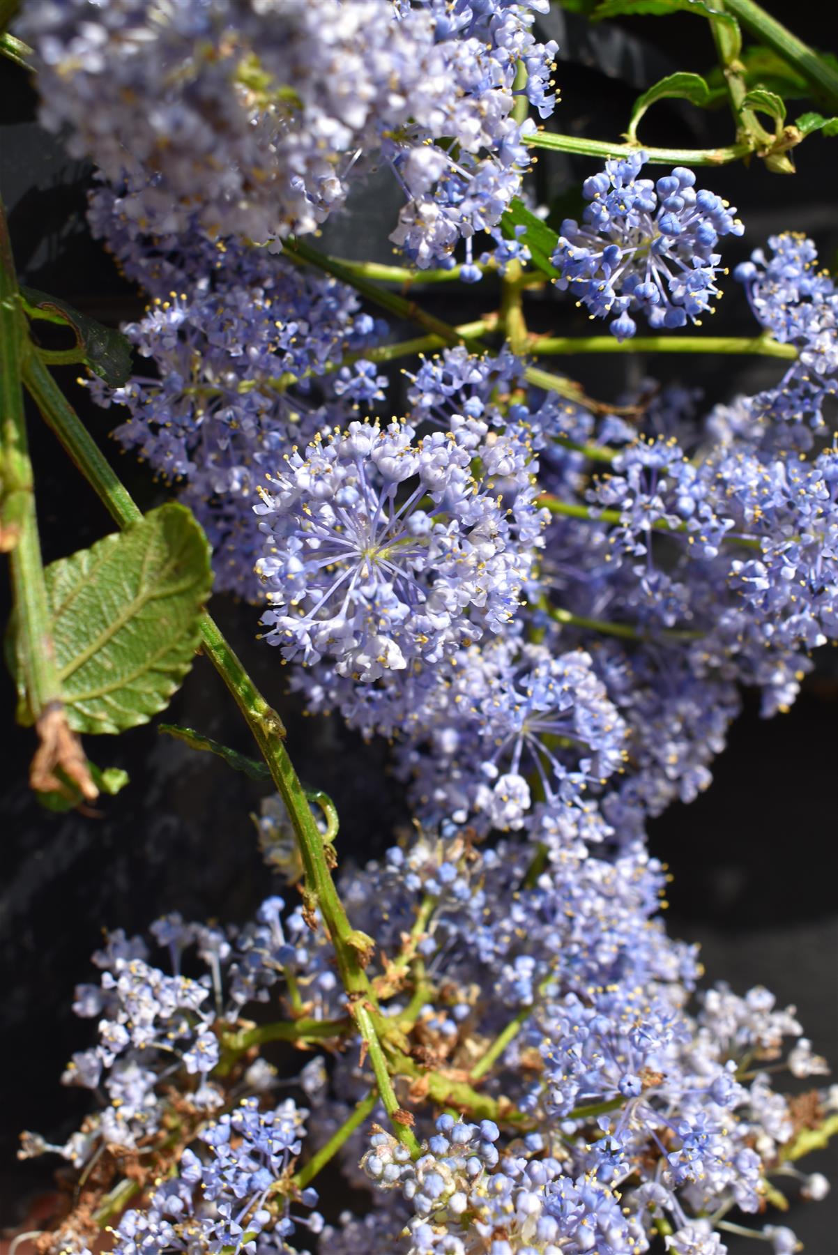 Ceanothus thrysifloris repens - 20-30cm, 5lt