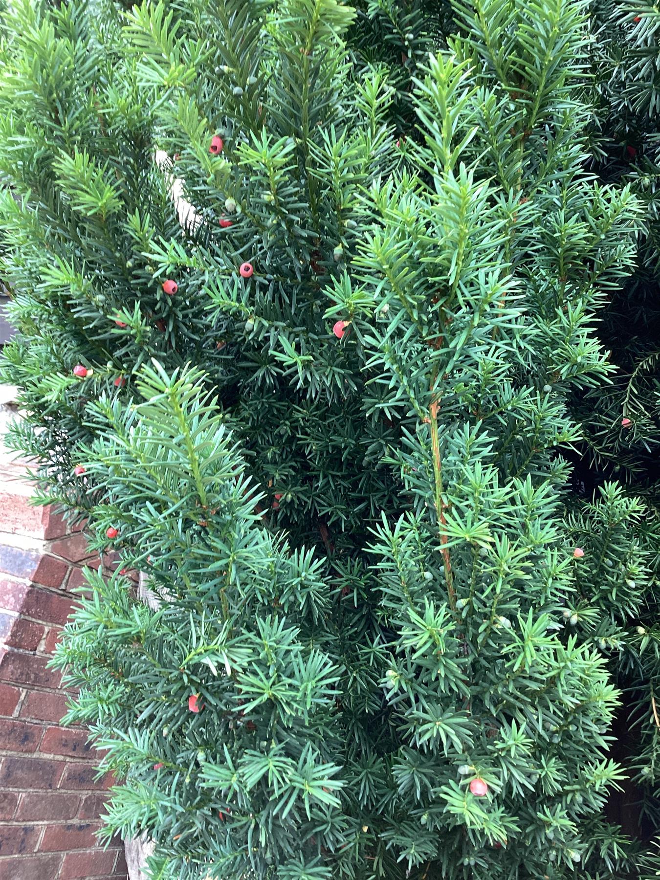 Taxus Media 'Hillii' | Yew 'Hilli' Tree/Large Shrub - Upright Taxus - Bushy - Height 200-220cm - 130lt