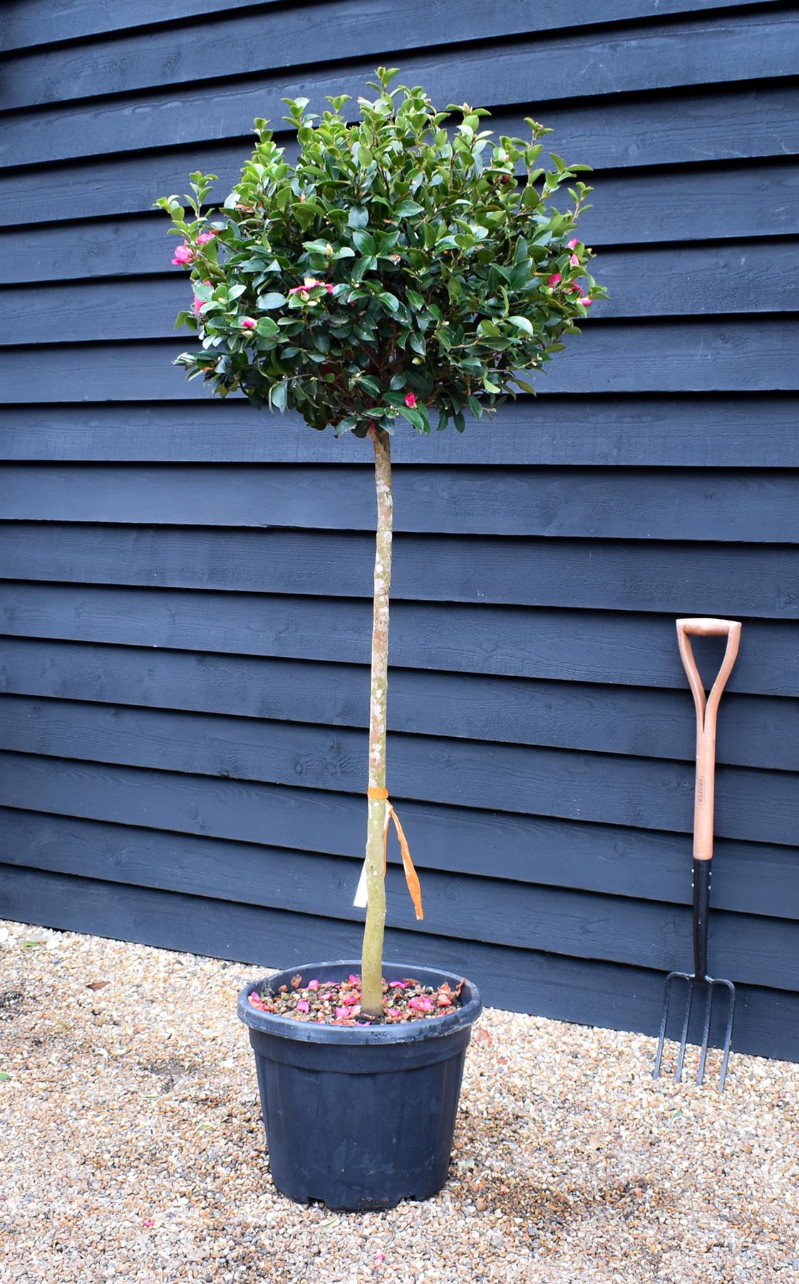 Camellia sasanqua - Red winter flowering - Clear Stem 100cm - Height 190cm - 35-40lt