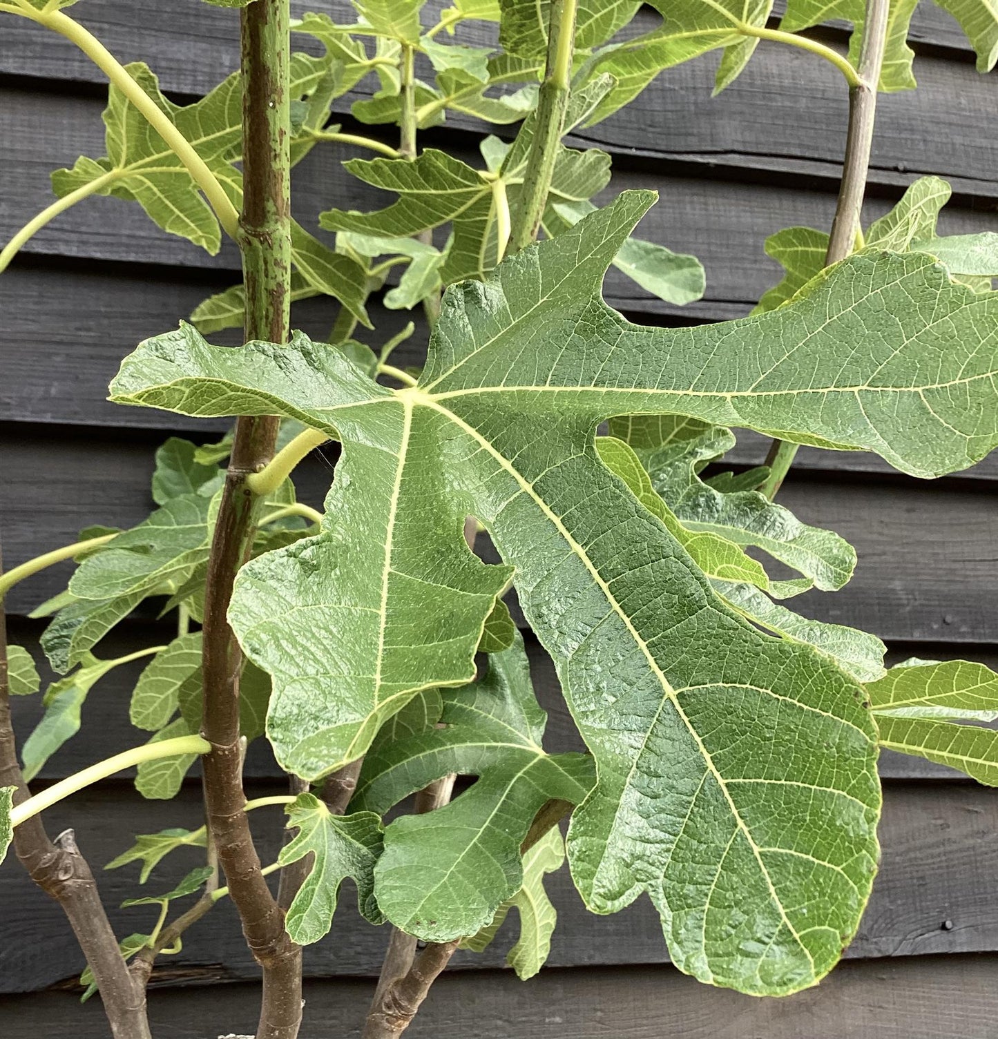 Fig | Ficus carica 'Ice Crystal' - Girth 10-12cm - 120-140cm - 15lt