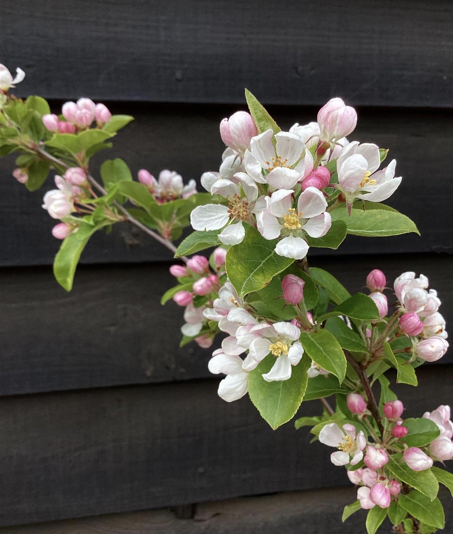 Malus Red Sentinel | Crab apple 'Red Sentinel' - 170-190cm, 10lt