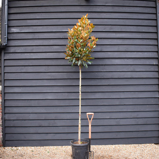 Magnolia grandiflora Little Gem | Southern Magnolia ‘Little Gem’ - Stem 150cm - Height 230-250cm - 45lt