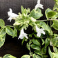 Abelia Radiance - 20-30cm, 3lt