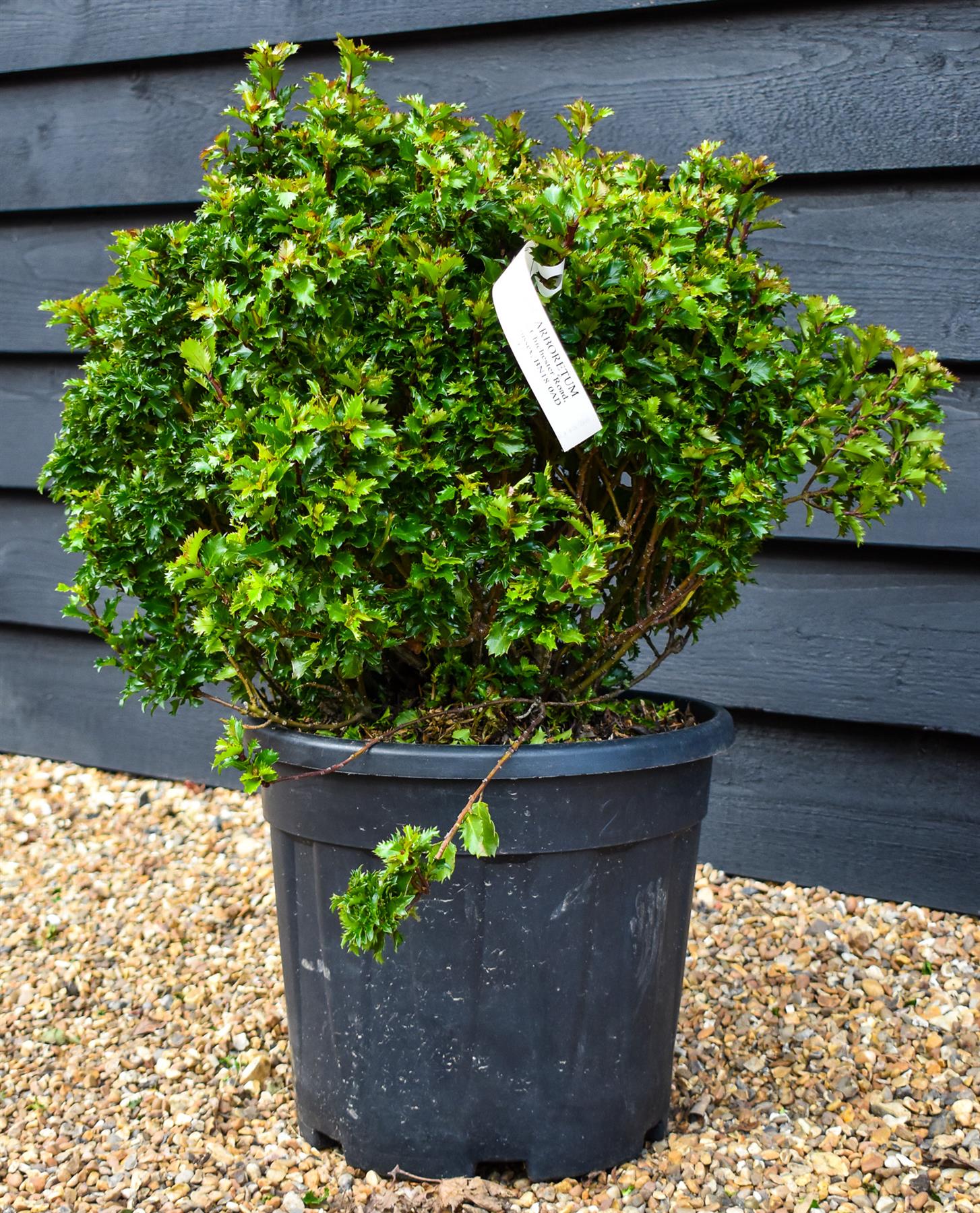 Holly | Ilex 'Little Rascal' - Ball - Height 50cm Width 50cm - 20lt