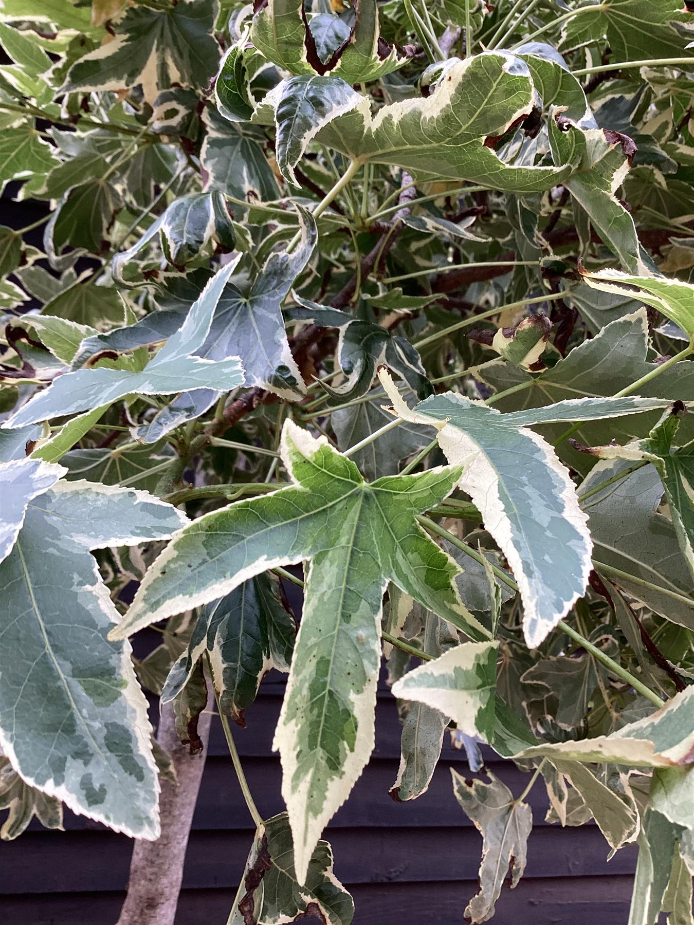 Liquidambar styraciflua 'Albomarginata' | Sweet Gum 'Silver King' | Mature |- 380-420cm - 120lt