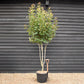 Photinia Red Robin | Christmas berry 'Red Robin' - Multi Stem - Height 250cm - 70lt