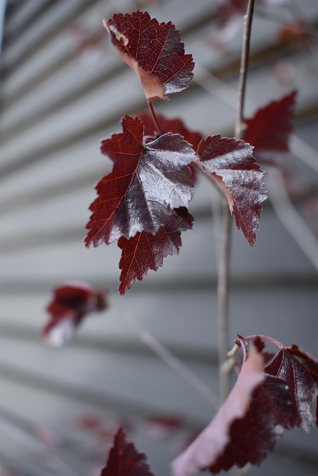 Purple Birch 'Royal Frost'| Betula pendula 'Royal Frost'- 240-260cm - 12lt