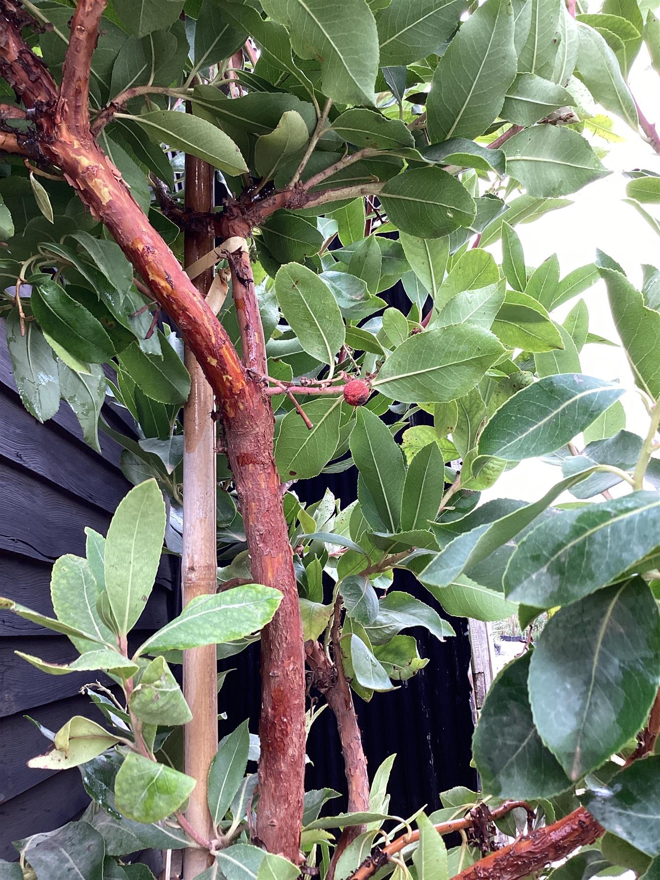 Arbutus unedo | Strawberry Tree - Girth 10-12cm - 250-270cm - 18lt