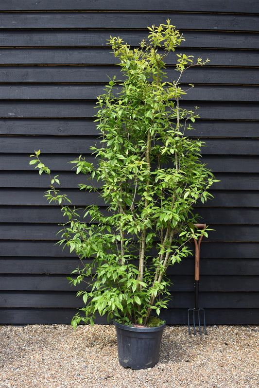 Calycanthus | Carolina Allspice - Large Shrub -  Height 220-240cm Width 120-130cm - 70lt