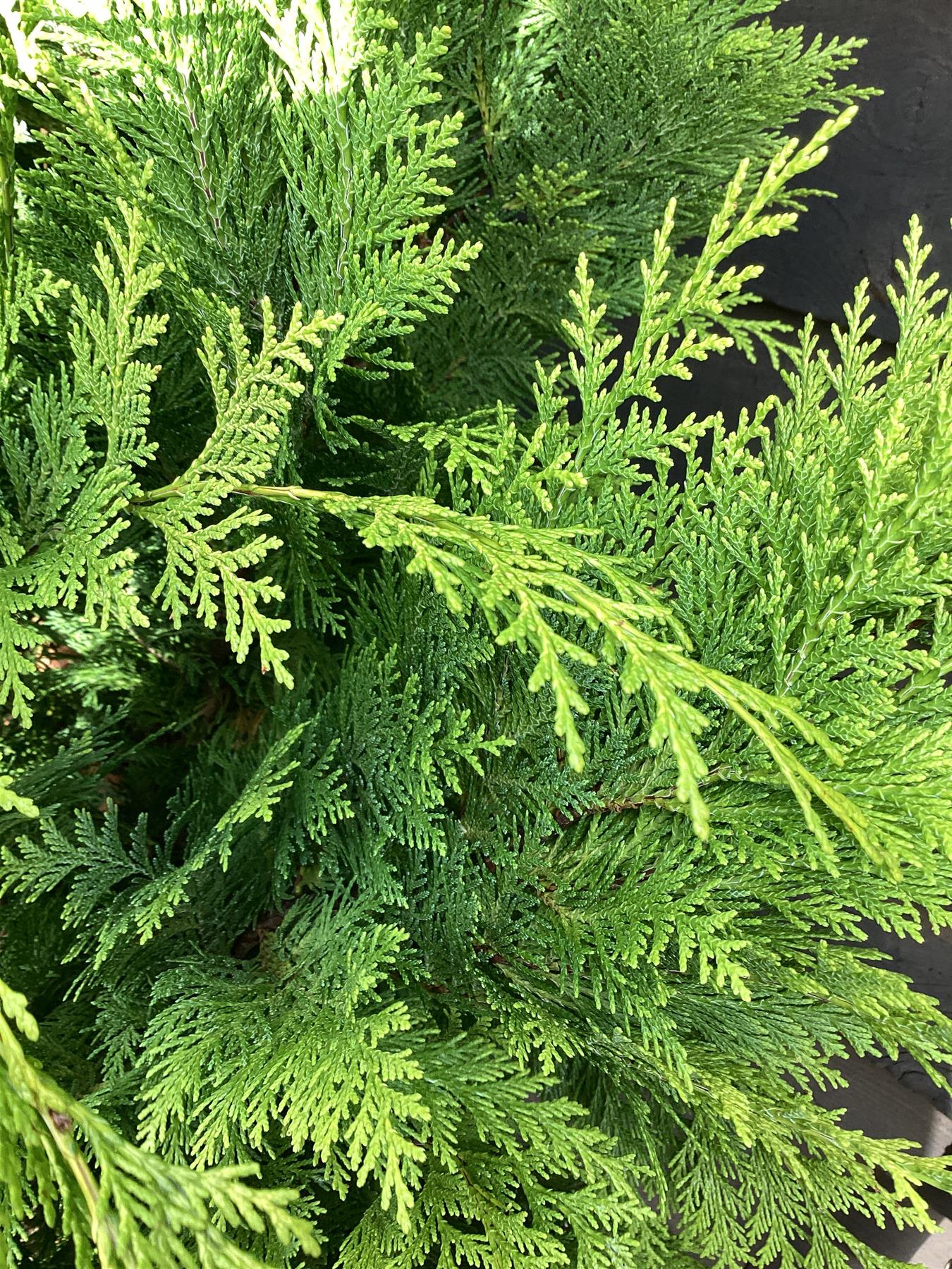 Leyland Cypress 'Gold Rider' - 270-280cm, 30lt