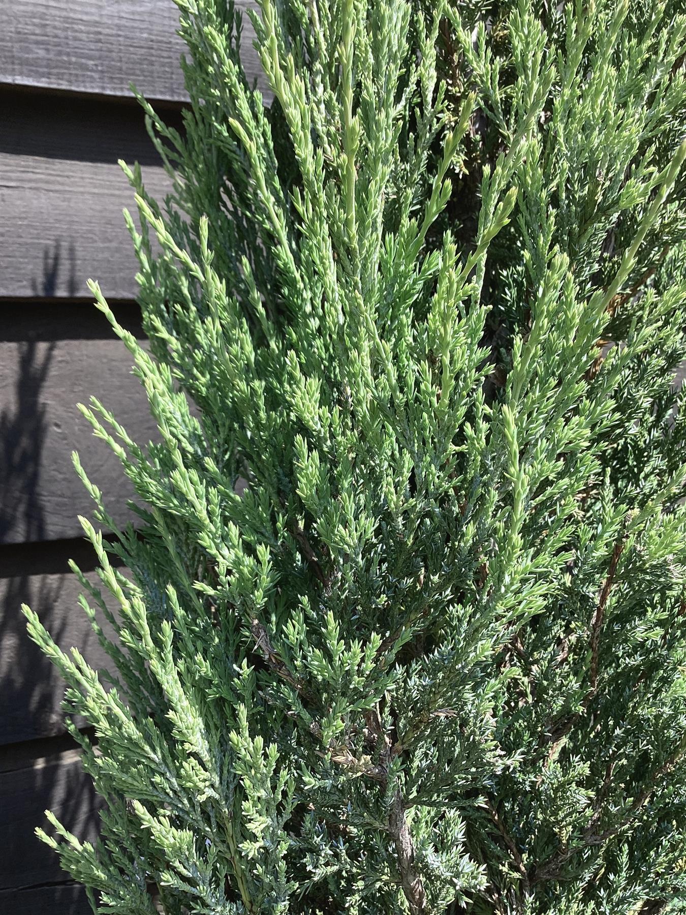 Cupressus arizonica var. glabra 'Glauca' | Arizona cypress 'Glauca' - 150-160cm, 25lt