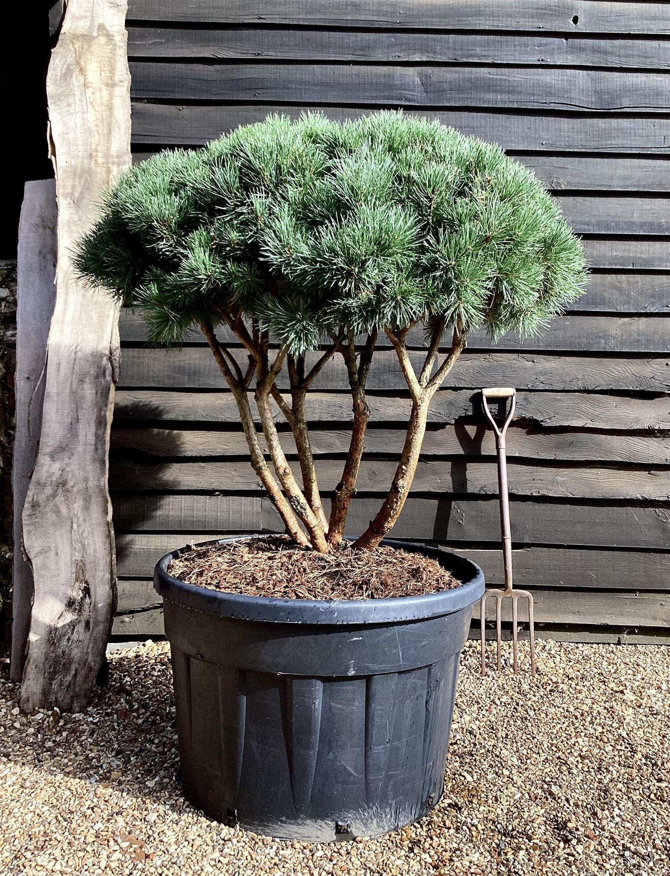 Pinus sylvestris 'Watereri' | Scots pine - Multistem - Parachute - Huge - Unique -  225cm - 500lt