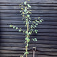 Silver Birch 'Grayswood Ghost' ' | Betula utilis - Height 150-180cm - 12lt