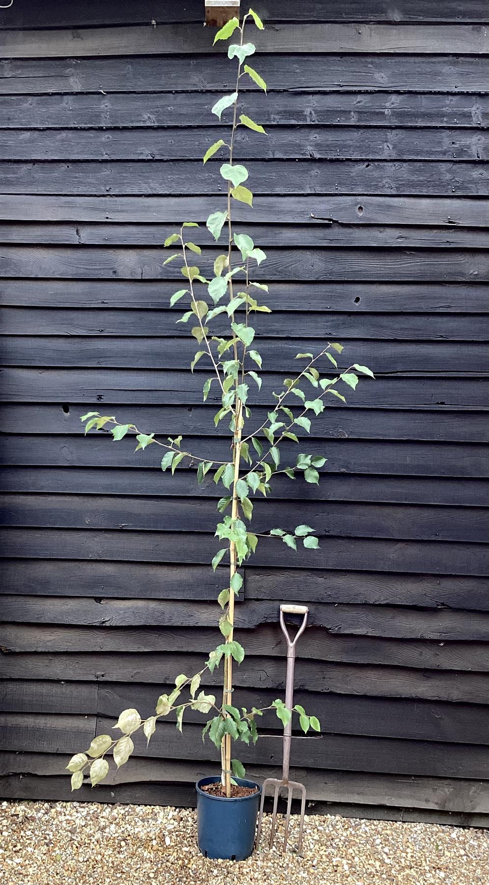 Silver Birch 'Grayswood Ghost' ' | Betula utilis - Height 150-180cm - 12lt