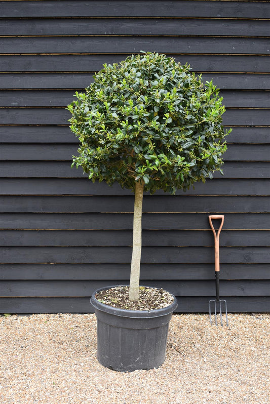 Ilex Nellie R Stevens | Holly 'Nellie R. Stevens' - Clear Stem - 160-180cm - 90lt