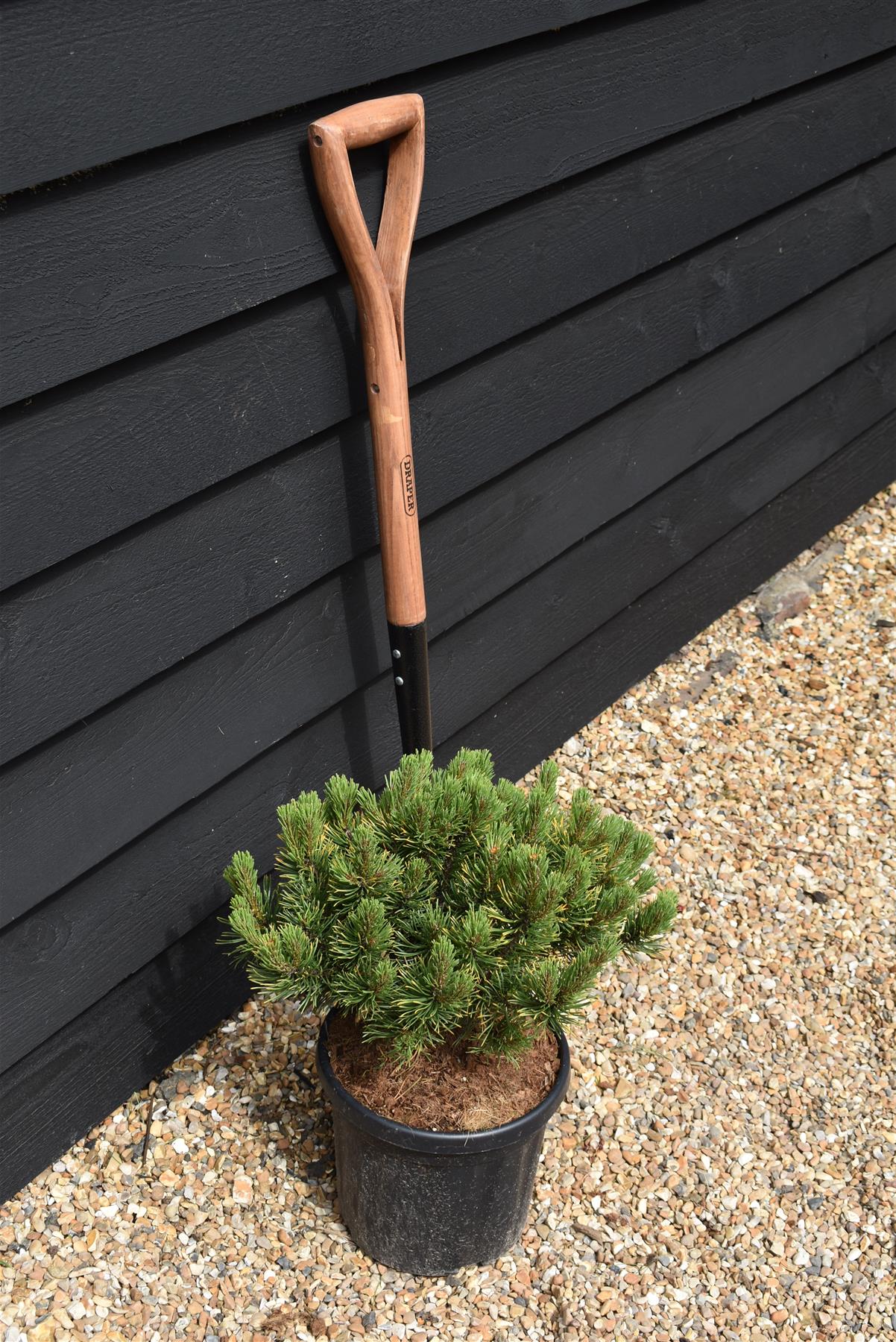 Pinus mugo 'Carsten's Wintergold' | Dwarf mountain pine - Height 30cm - Width 20cm - 6lt