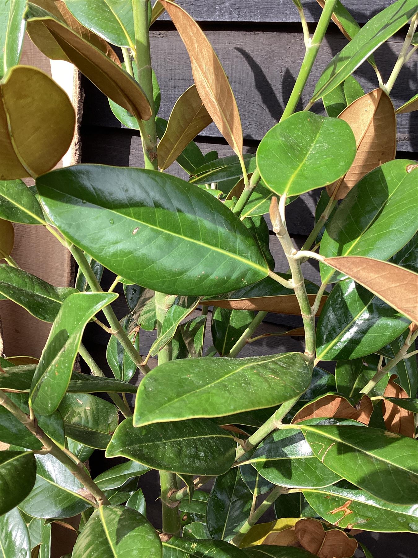 Magnolia Grandiflora 'Ferruginea' | Southern Magnolia - 175cm, 30lt