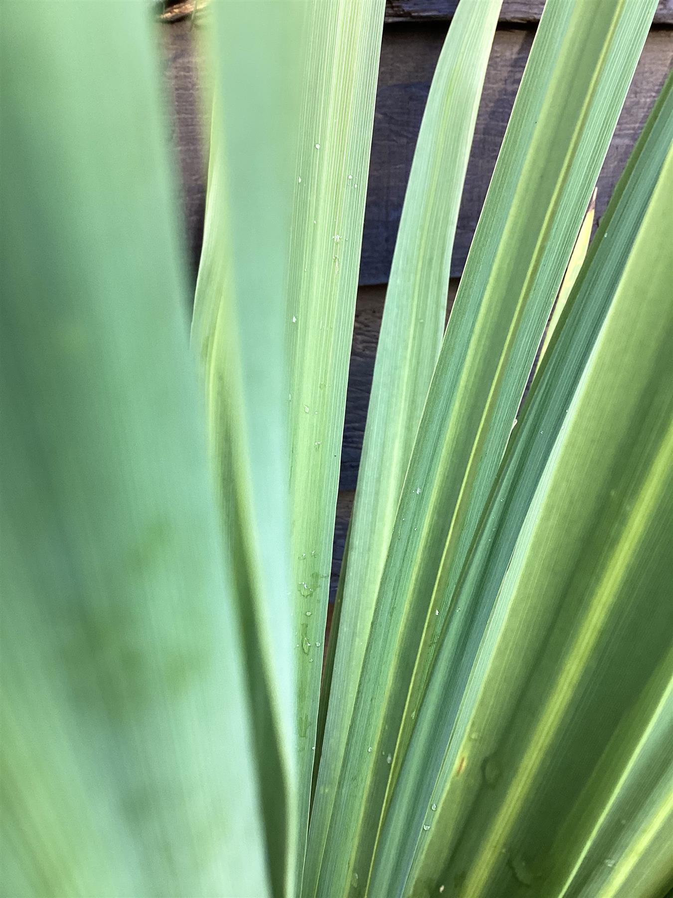 Cordyline australis (cabbage palm) | New Zealand Cabbage Palm - 80-110cm, 25lt