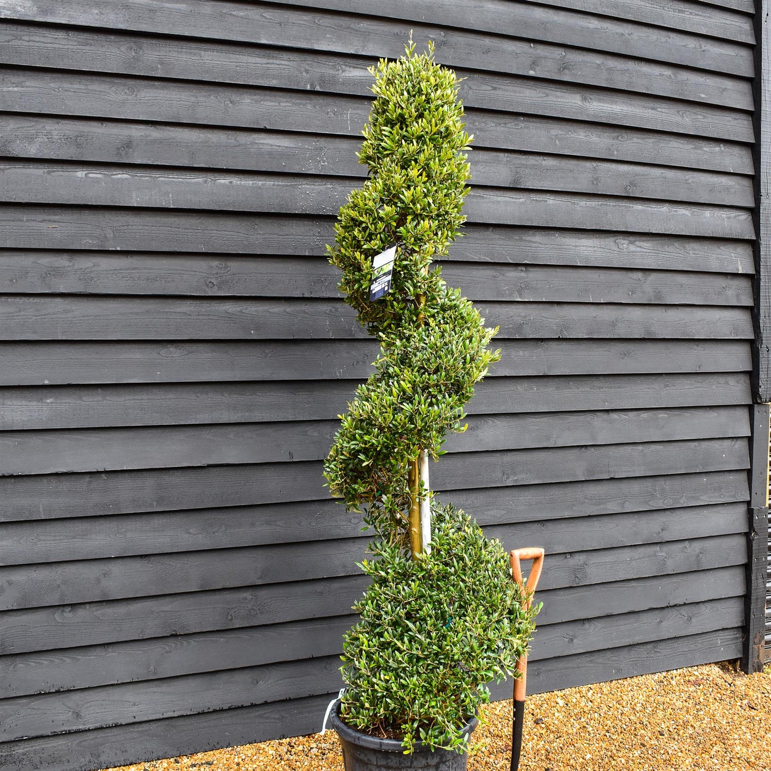 Olive Tree | Olea Europea - Spiral Topiary - Height 220-230 cm - 55lt