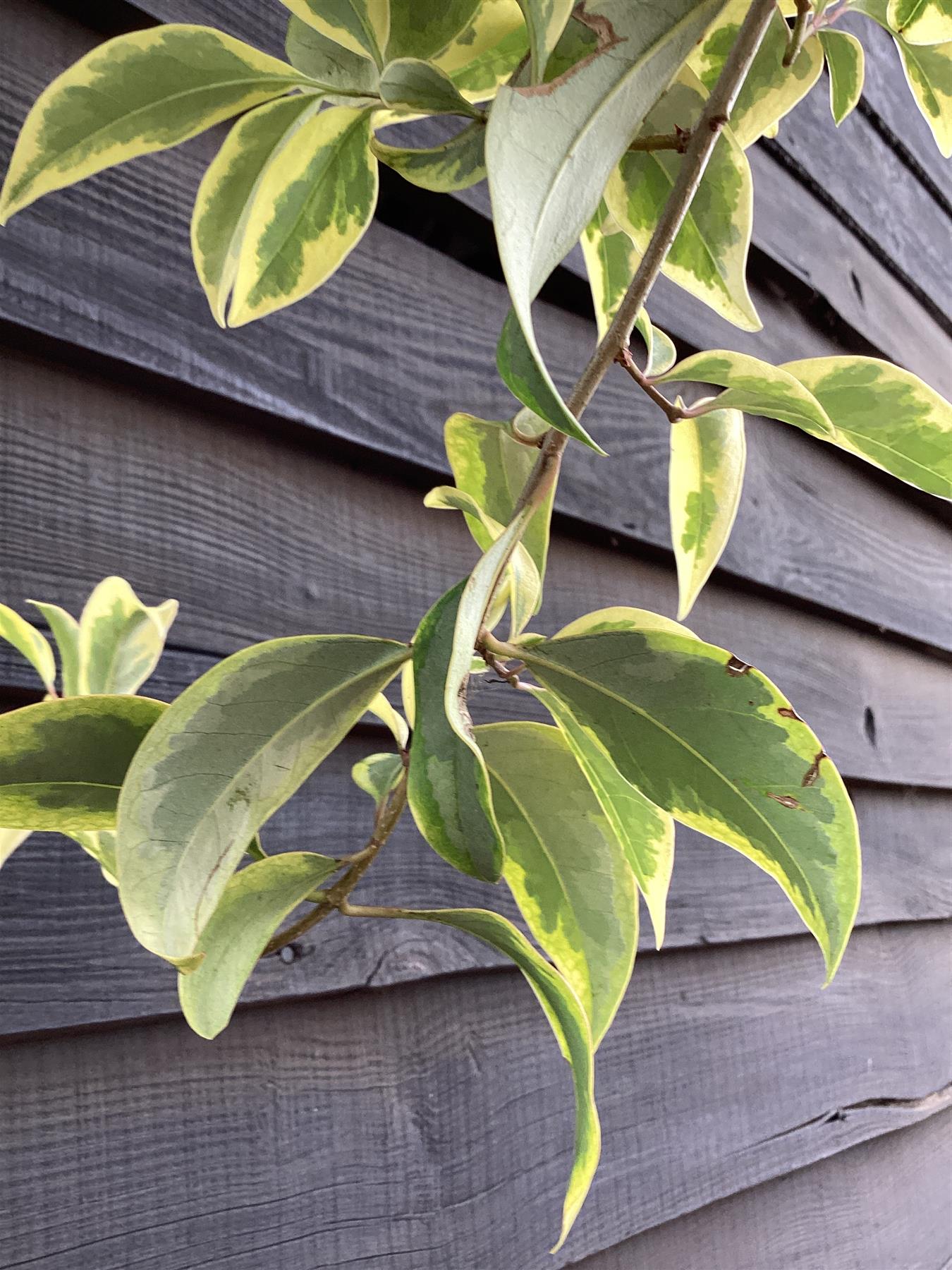 Ligustrum ovalifolium 'Aureum' | Golden Privet Standard, Clear Stem - Girth 25-30cm - 340-360cm - 130-180lt