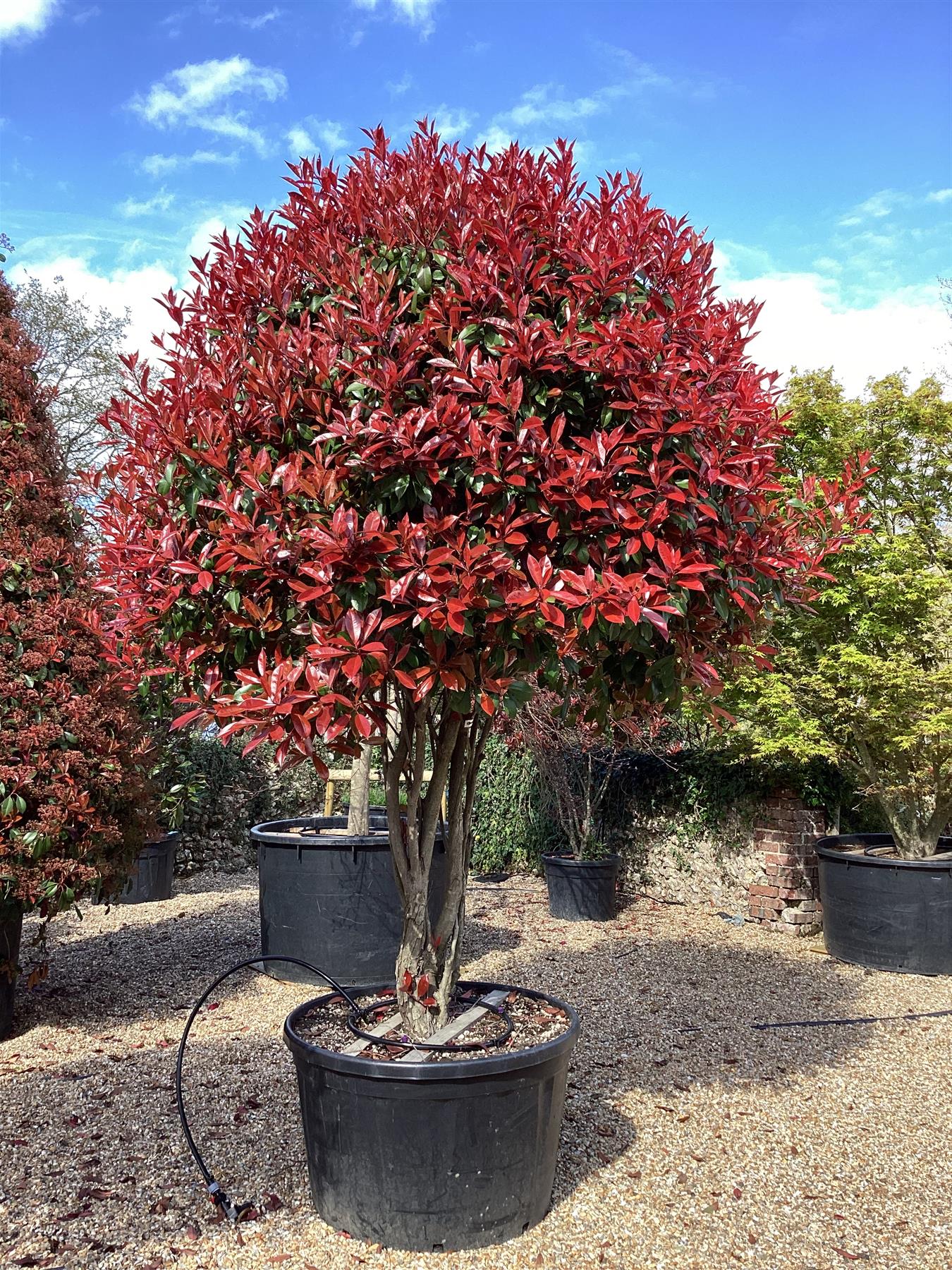 Photinia Red Robin | Christmas berry 'Red Robin' - Parachute - 250-270cm - 290lt